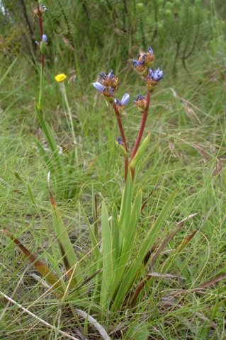 Aristea torulosa